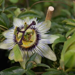 Passiflora caerulea 175-200 cm